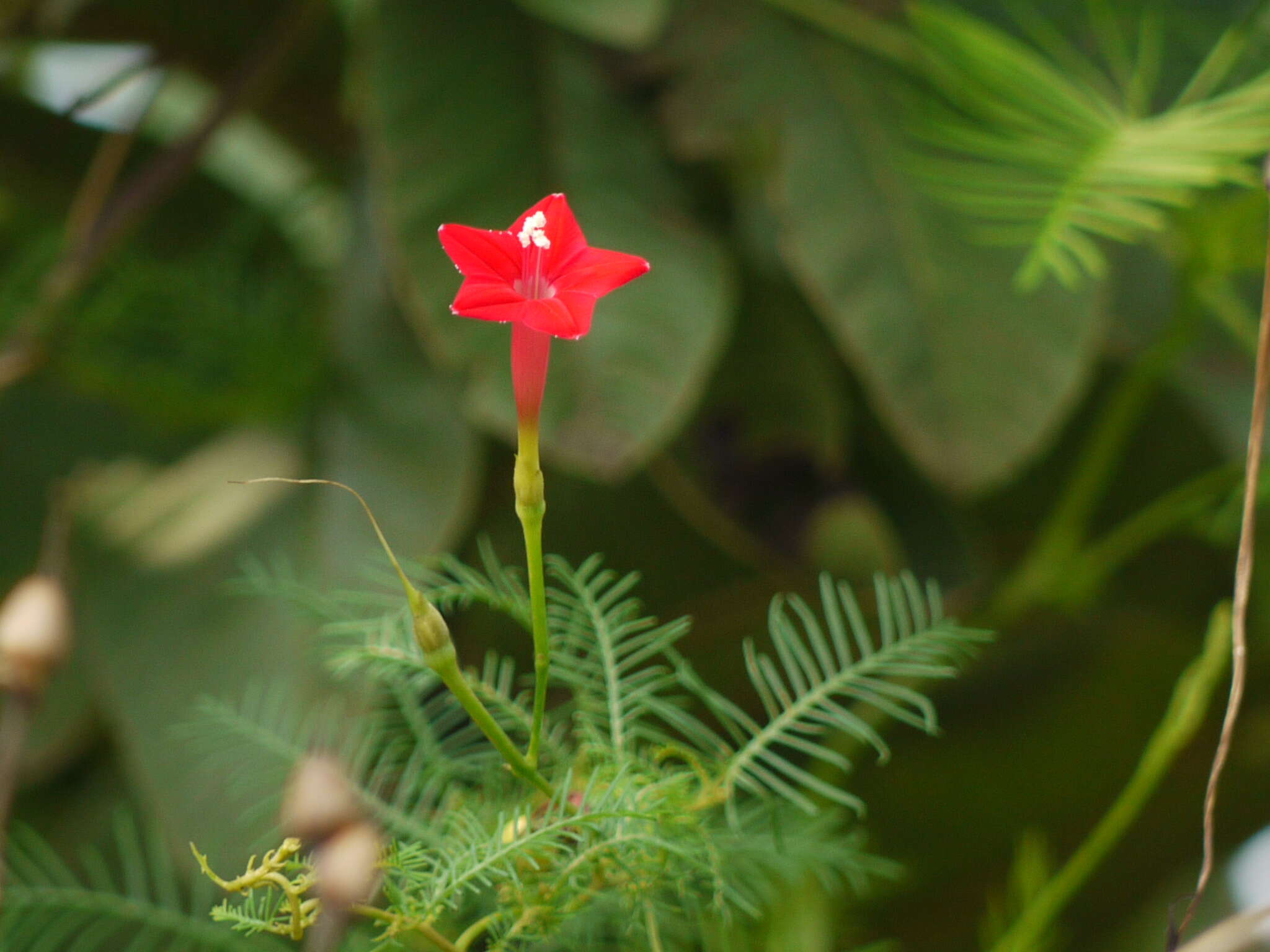 Image of Cypress Vine