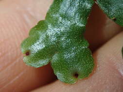 Image of Marchantia foliacea Mitt.