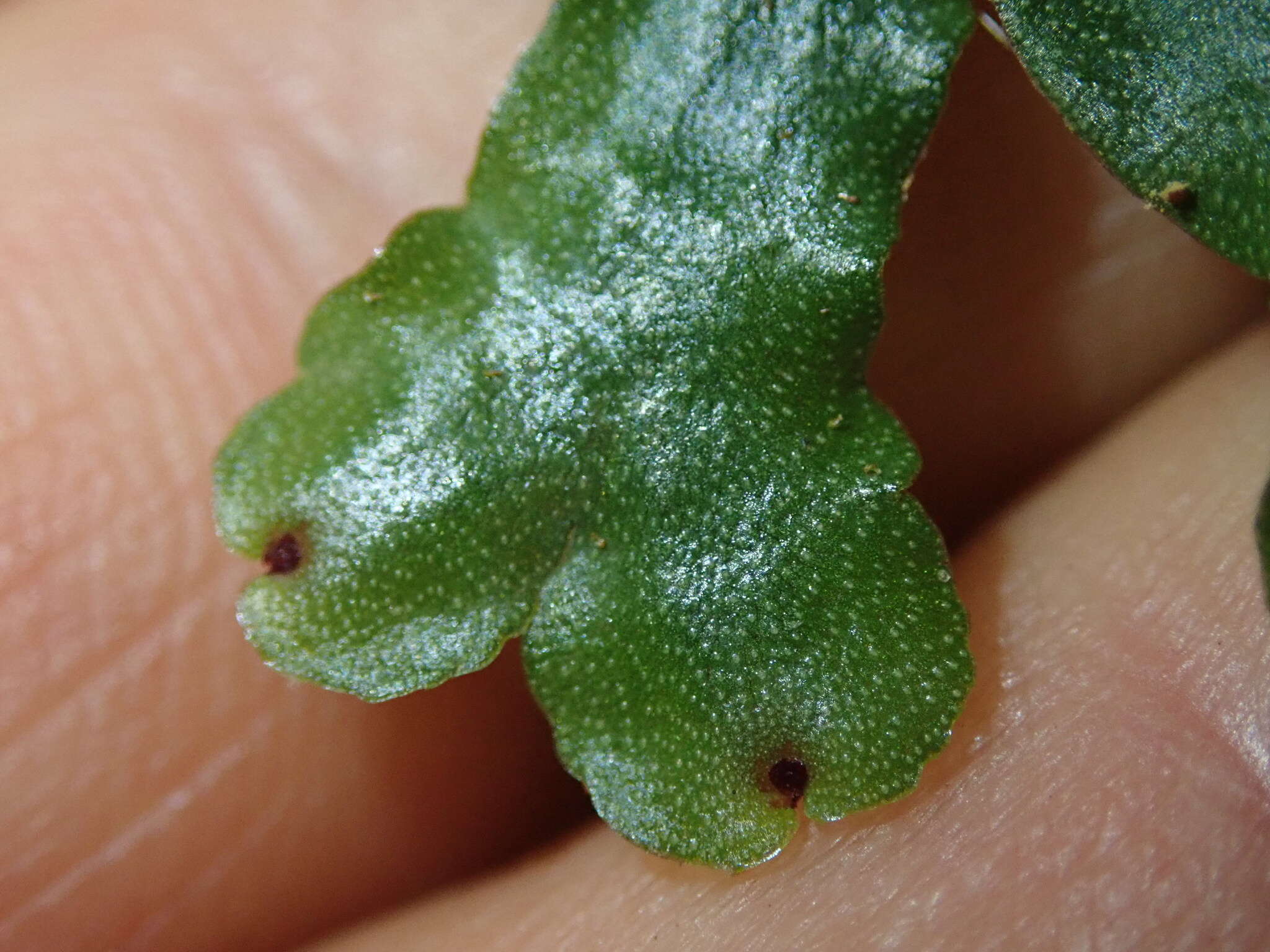 Marchantia foliacea Mitt. resmi