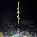 Image of Creamy Green Tentacle Orchid