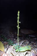 Image of Creamy Green Tentacle Orchid