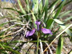 Image of Moraea helmei Goldblatt & J. C. Manning