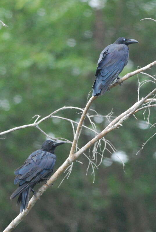 Imagem de Corvus macrorhynchos Wagler 1827