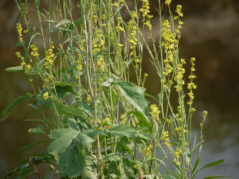 Plancia ëd Brassica juncea (L.) Czern.