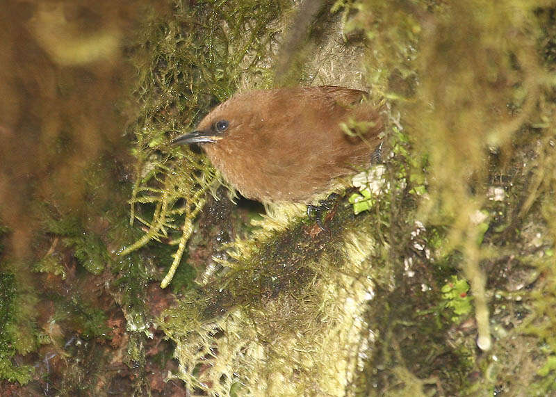 Image of Rufous Wren