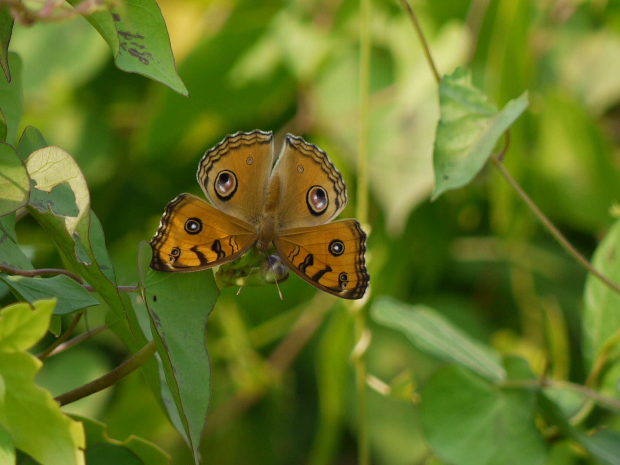 Imagem de Junonia almana Linnaeus 1758