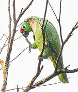 Image of Amazona autumnalis salvini (Salvadori 1891)