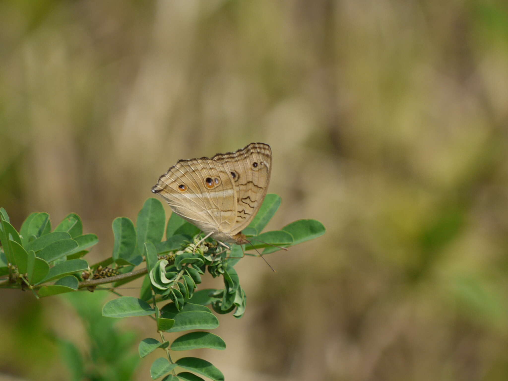 Imagem de Junonia almana Linnaeus 1758