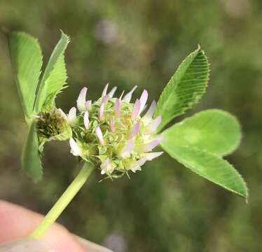 Image de Trifolium glomeratum L.