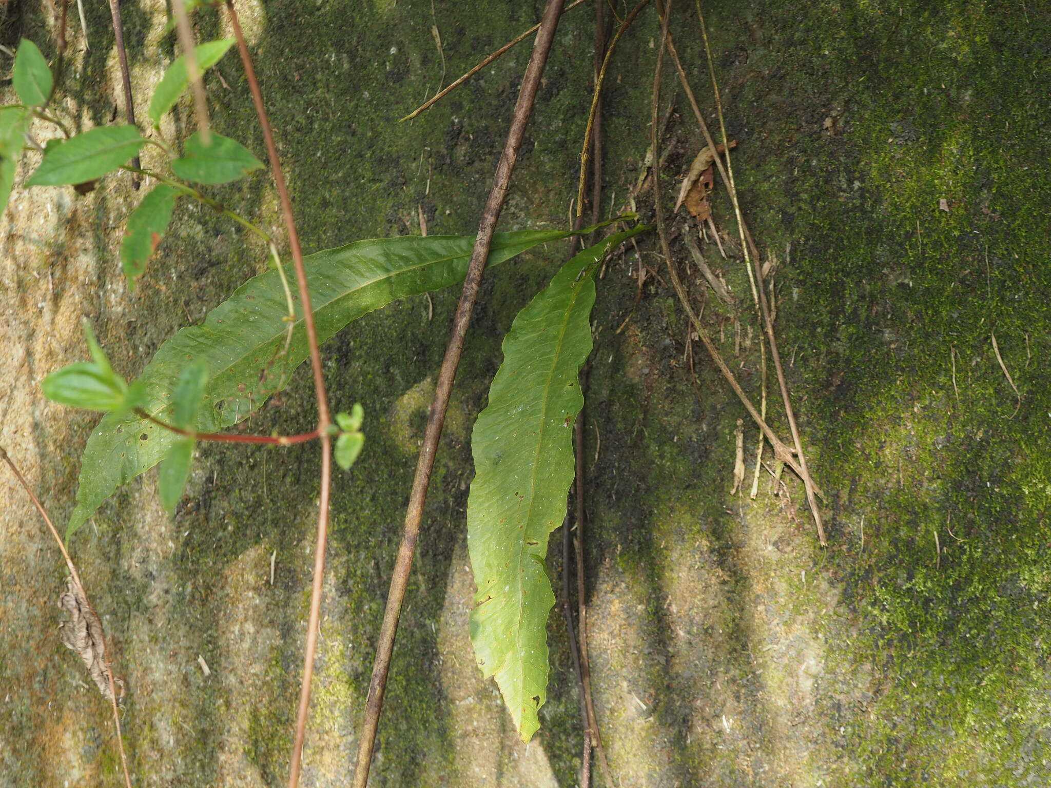 Слика од Microsorum membranaceum (D. Don) Ching