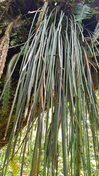 Image of grass fern