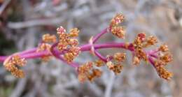 Слика од Crassula capitella subsp. thyrsiflora (Thunb.) Tölken