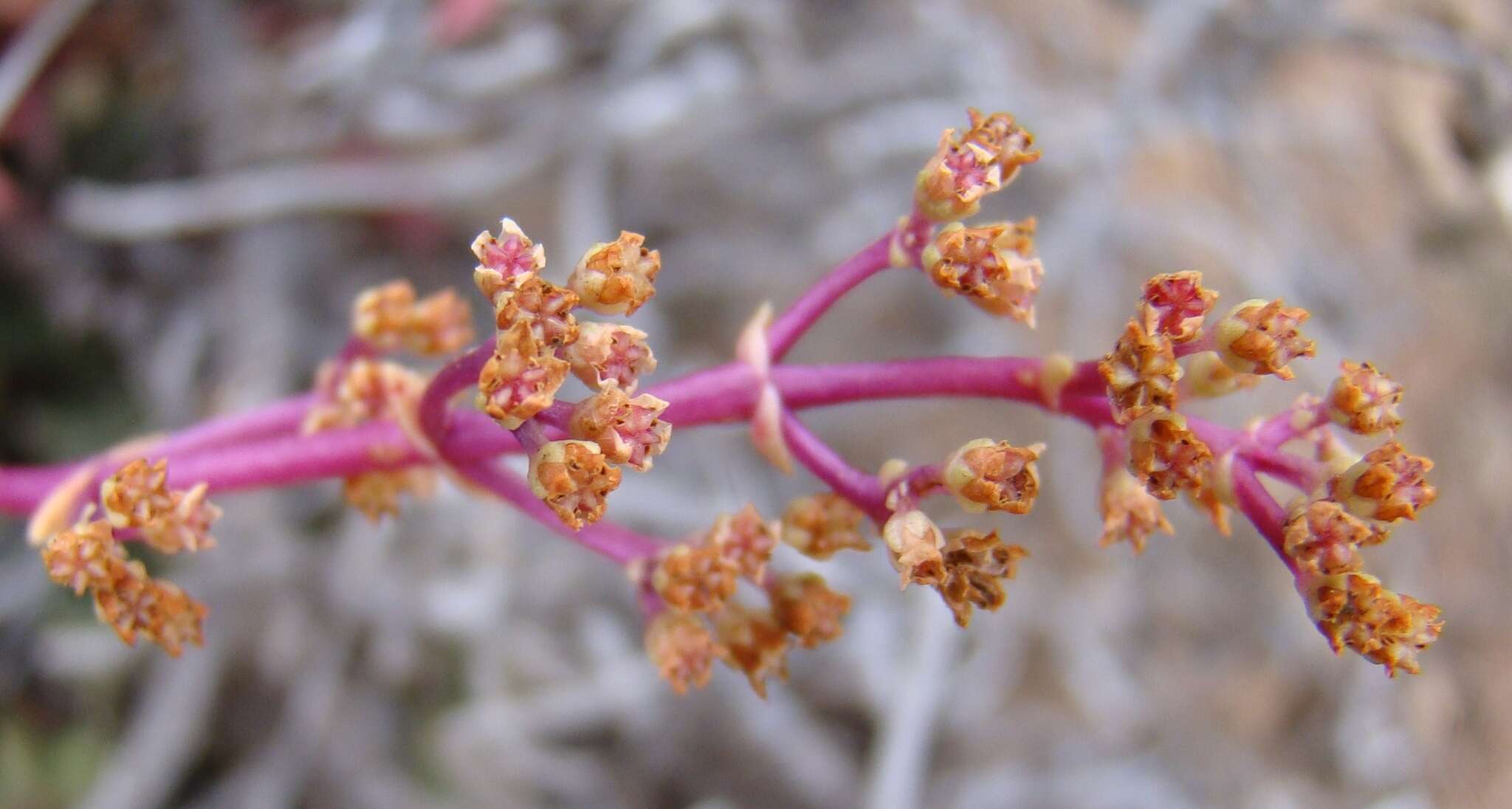 Image of Crassula capitella subsp. thyrsiflora (Thunb.) Tölken