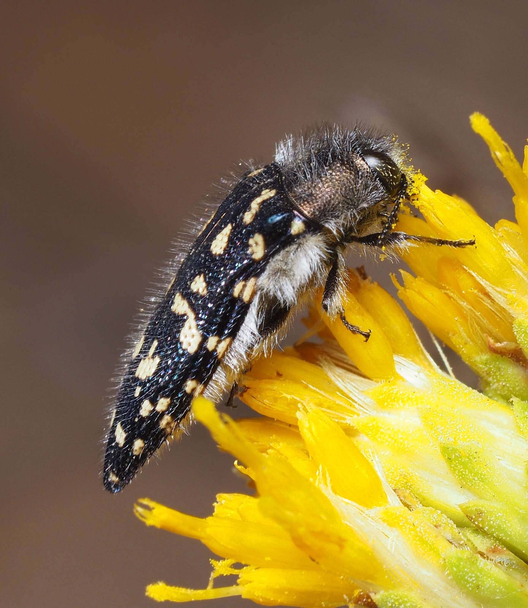 Image of Acmaeodera bacchariphaga Westcott & Verity 1977