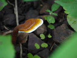 Image of lingzhi mushroom