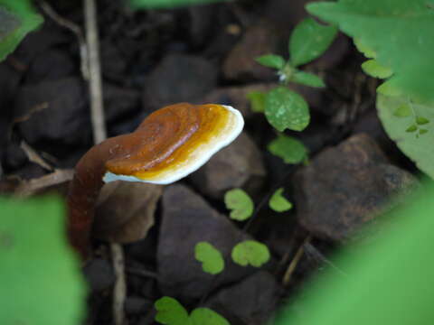 Image of lingzhi mushroom