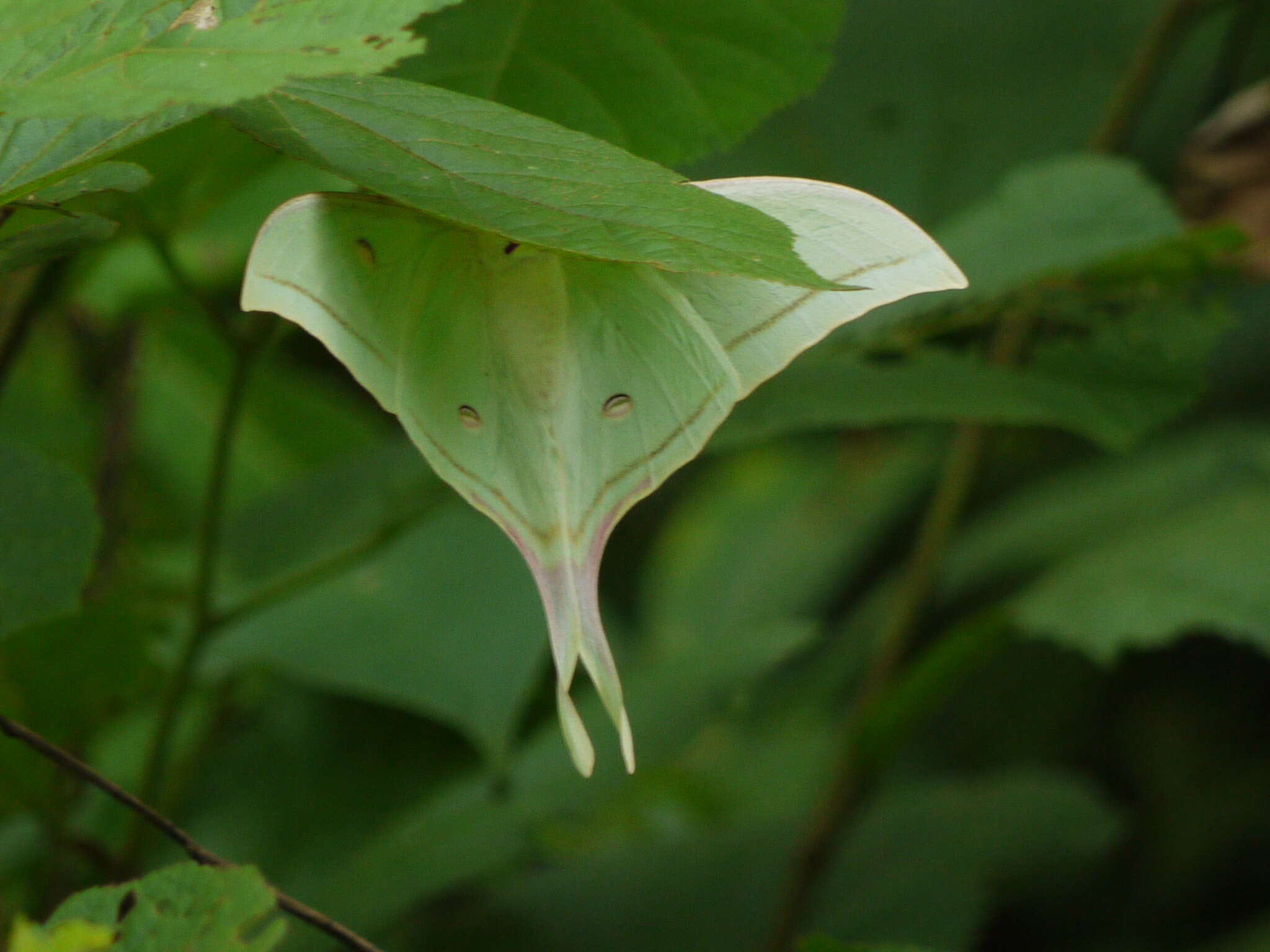 Image of Indian Luna Moth