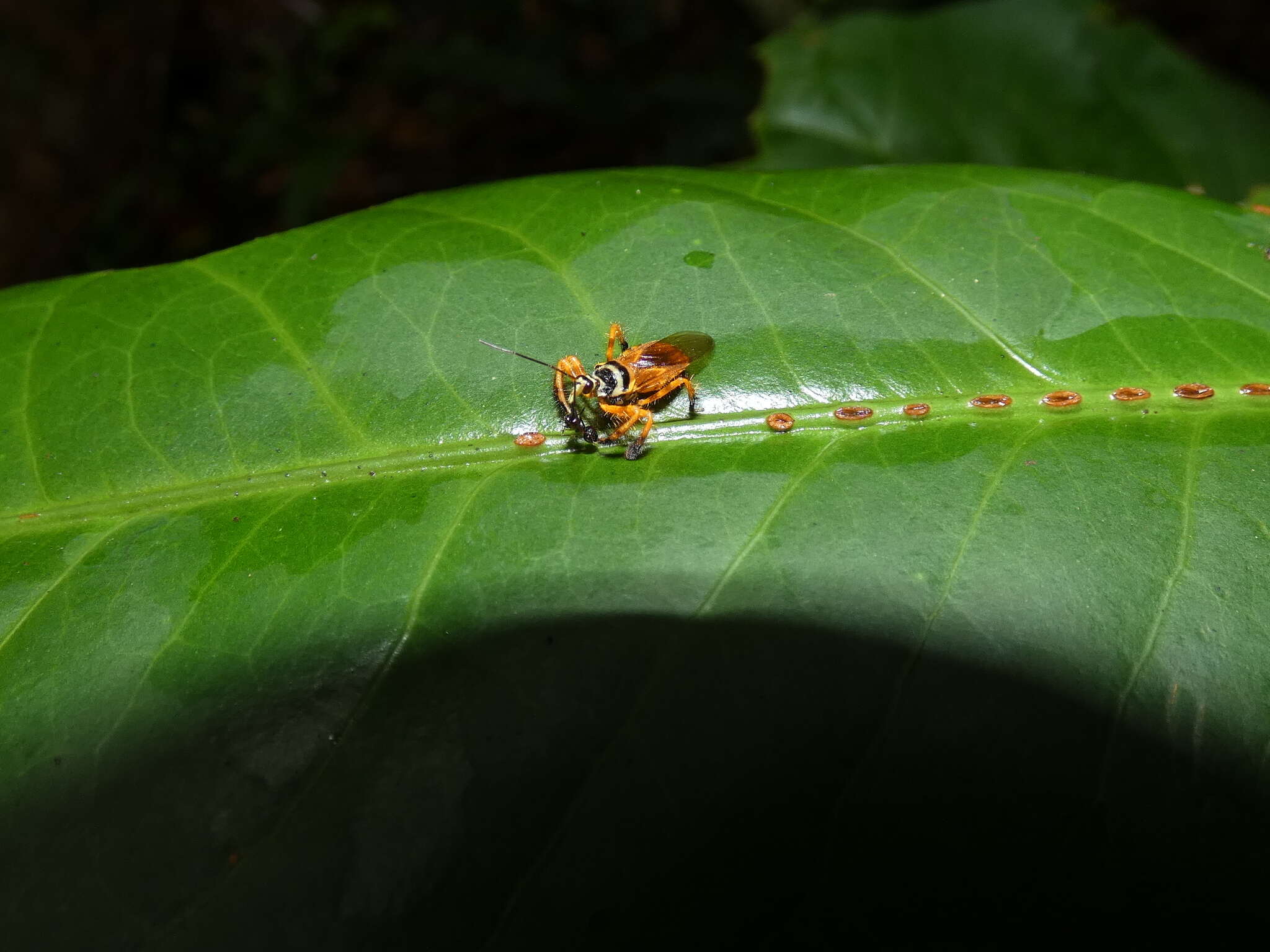 Image of Agriocoris flavipes (Fabricius 1803)