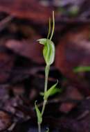 Image of Pterostylis pyramidalis Lindl.