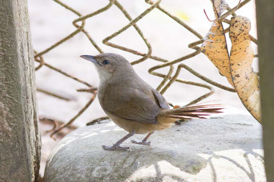 Image of Rufous-fronted Thornbird