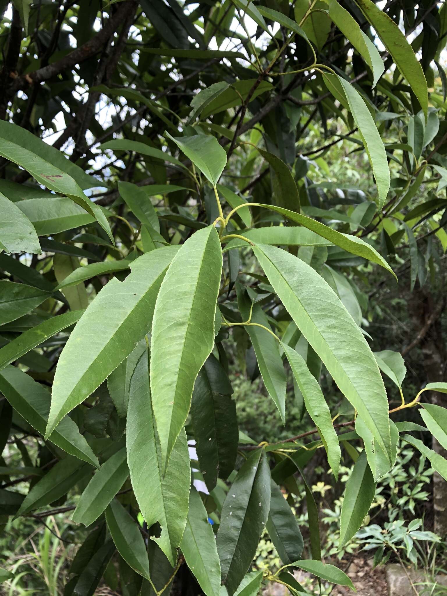 Photinia serratifolia var. lasiopetala (Hayata) H. Ohashi的圖片