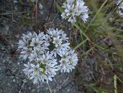 Image of pitted onion