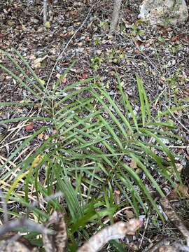 Слика од Zamia portoricensis Urb.