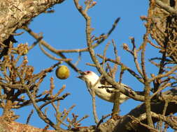 Image of Chaplin's Barbet