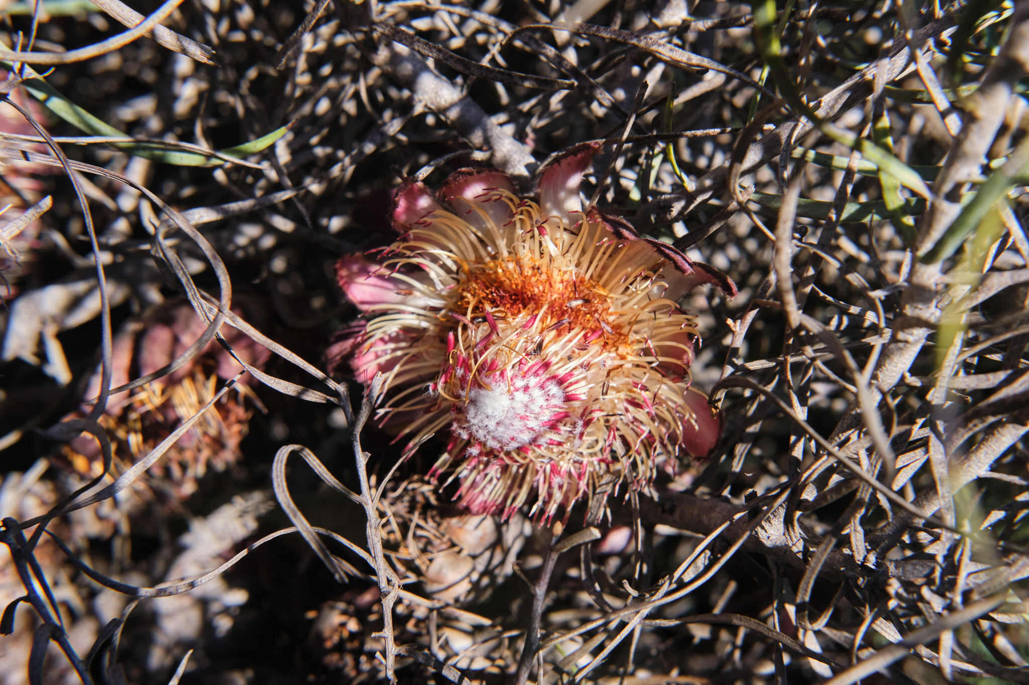 Image of Patent-leaf protea