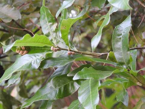 Image of Quercus sapotifolia Liebm.