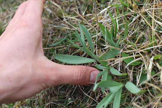 Image of Fritillaria pyrenaica L.