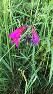 Plancia ëd Gladiolus byzantinus Mill.