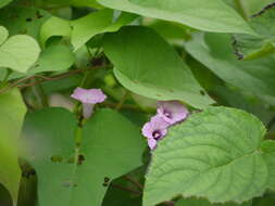 Plancia ëd Ipomoea triloba L.