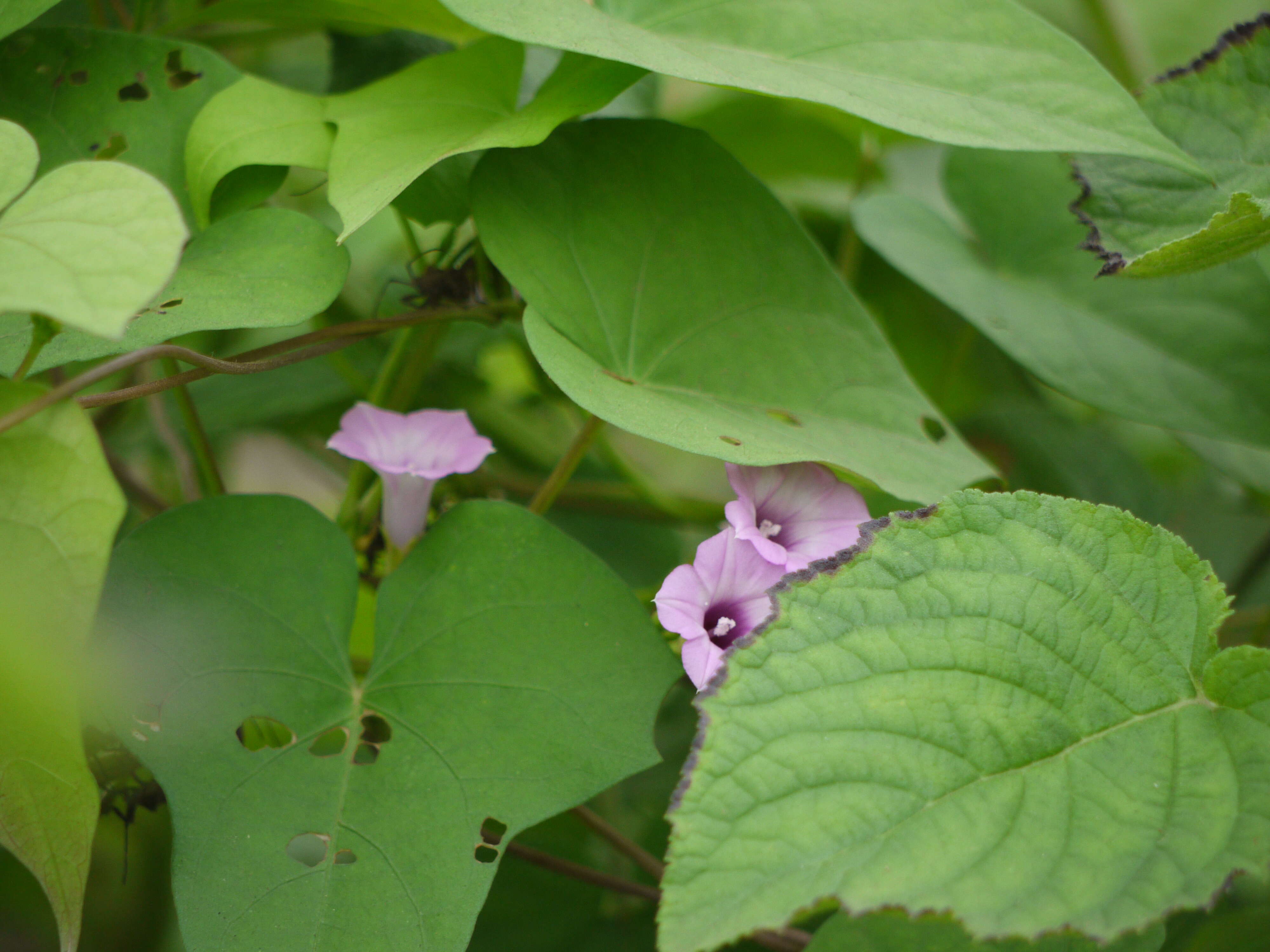 Plancia ëd Ipomoea triloba L.