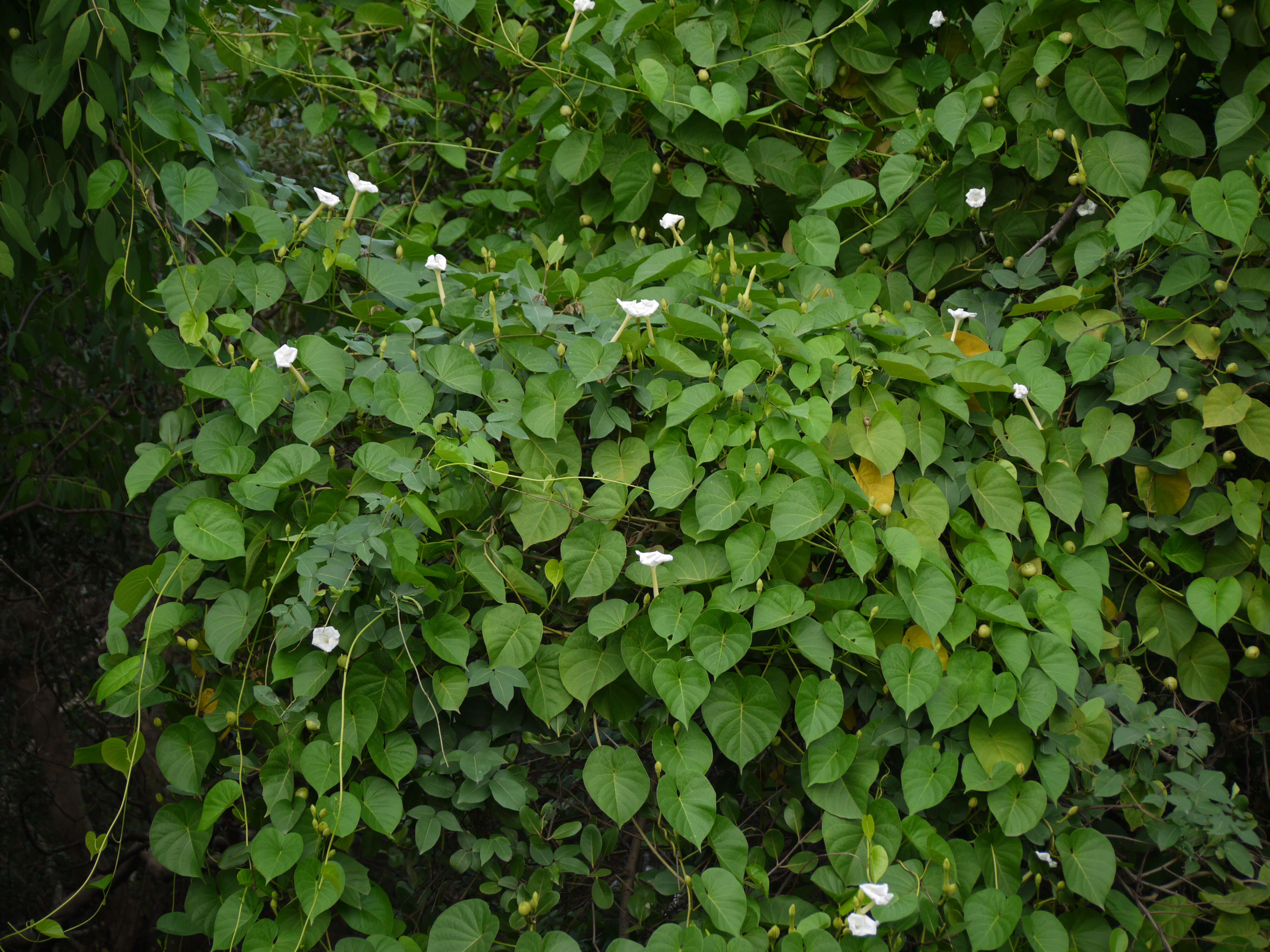 Image of Beach moonflower