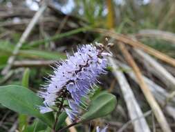 صورة Veronica obtusata Chresem.