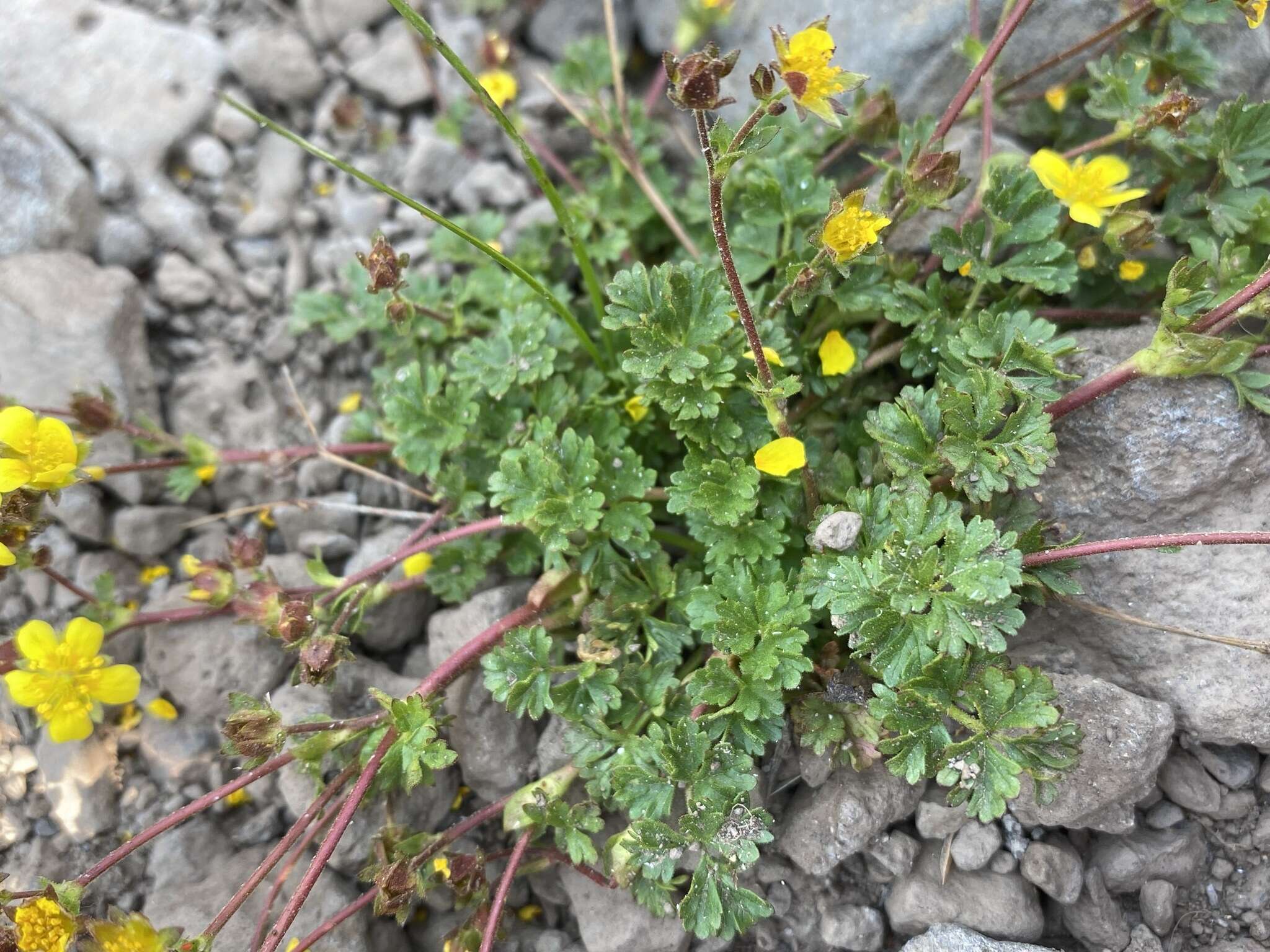 Image of sparseleaf cinquefoil