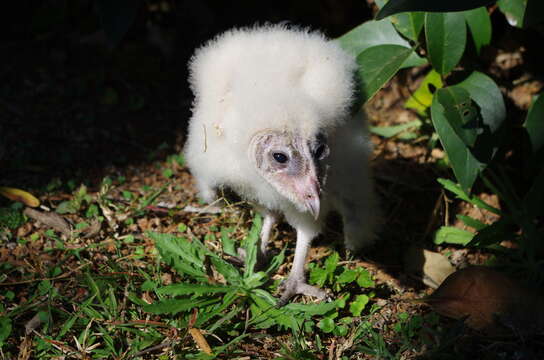 صورة Tyto alba poensis (Fraser 1843)