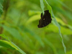 Image of chocolate pansy