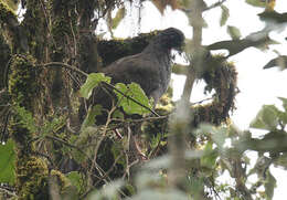 Image of Andean Guan