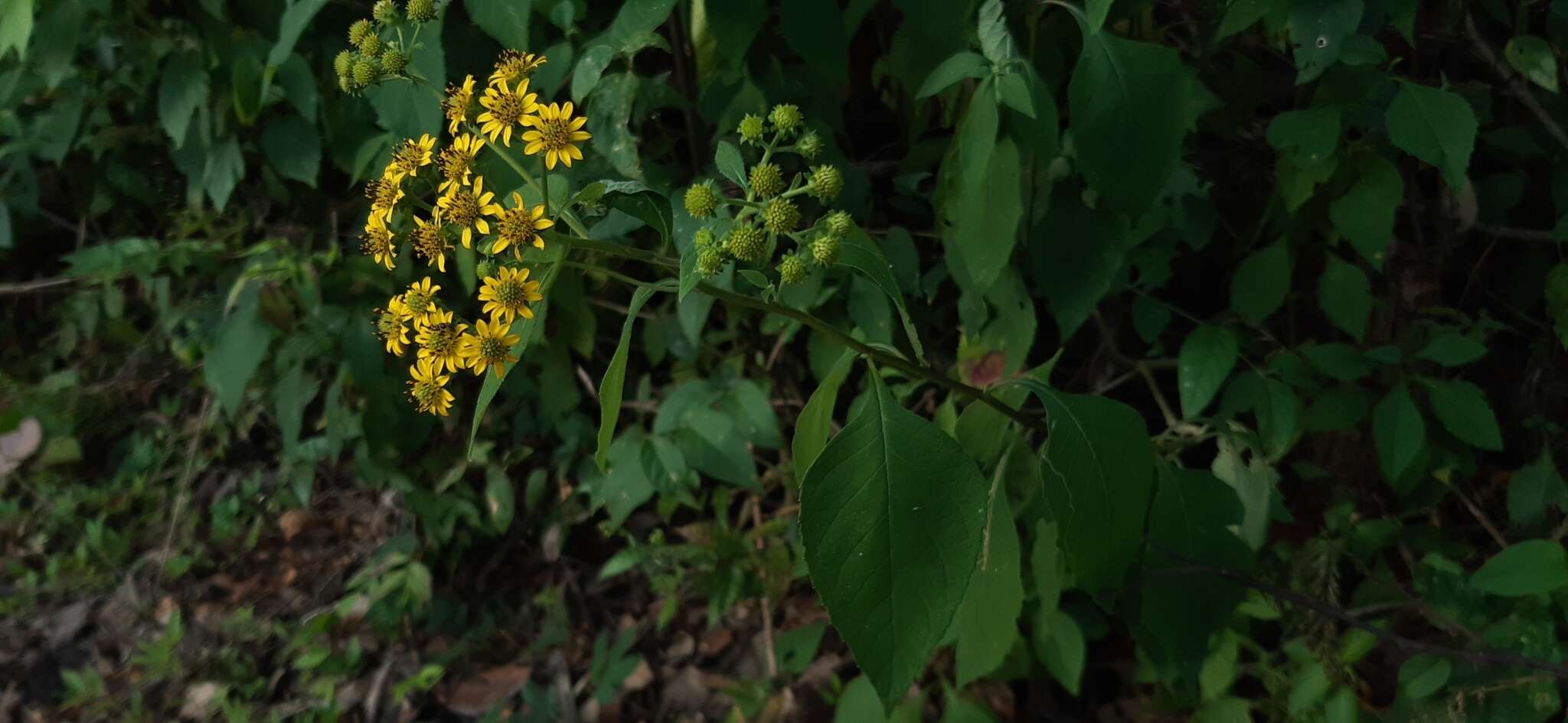 صورة Verbesina agricolarum Standl. & Steyerm.