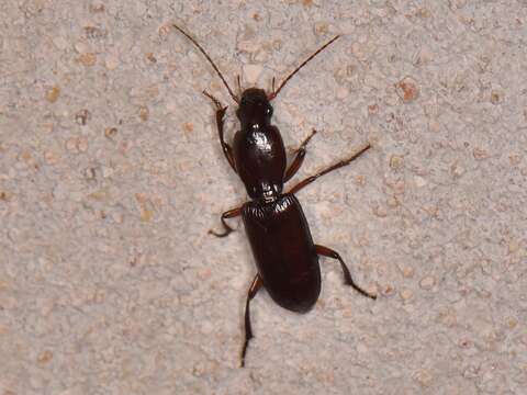 Image of Stenomorphus californicus (Ménétriés 1843)