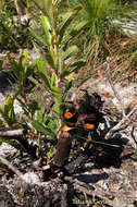 Image of Banksia aemula R. Br.