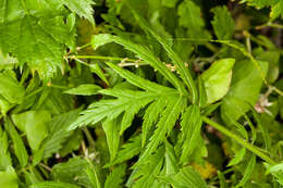 Image of big-leaf yarrow