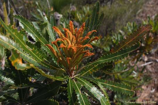 Image of Banksia aemula R. Br.