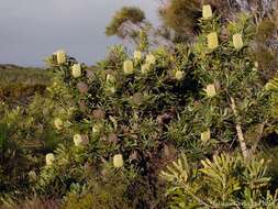 Image of Banksia aemula R. Br.