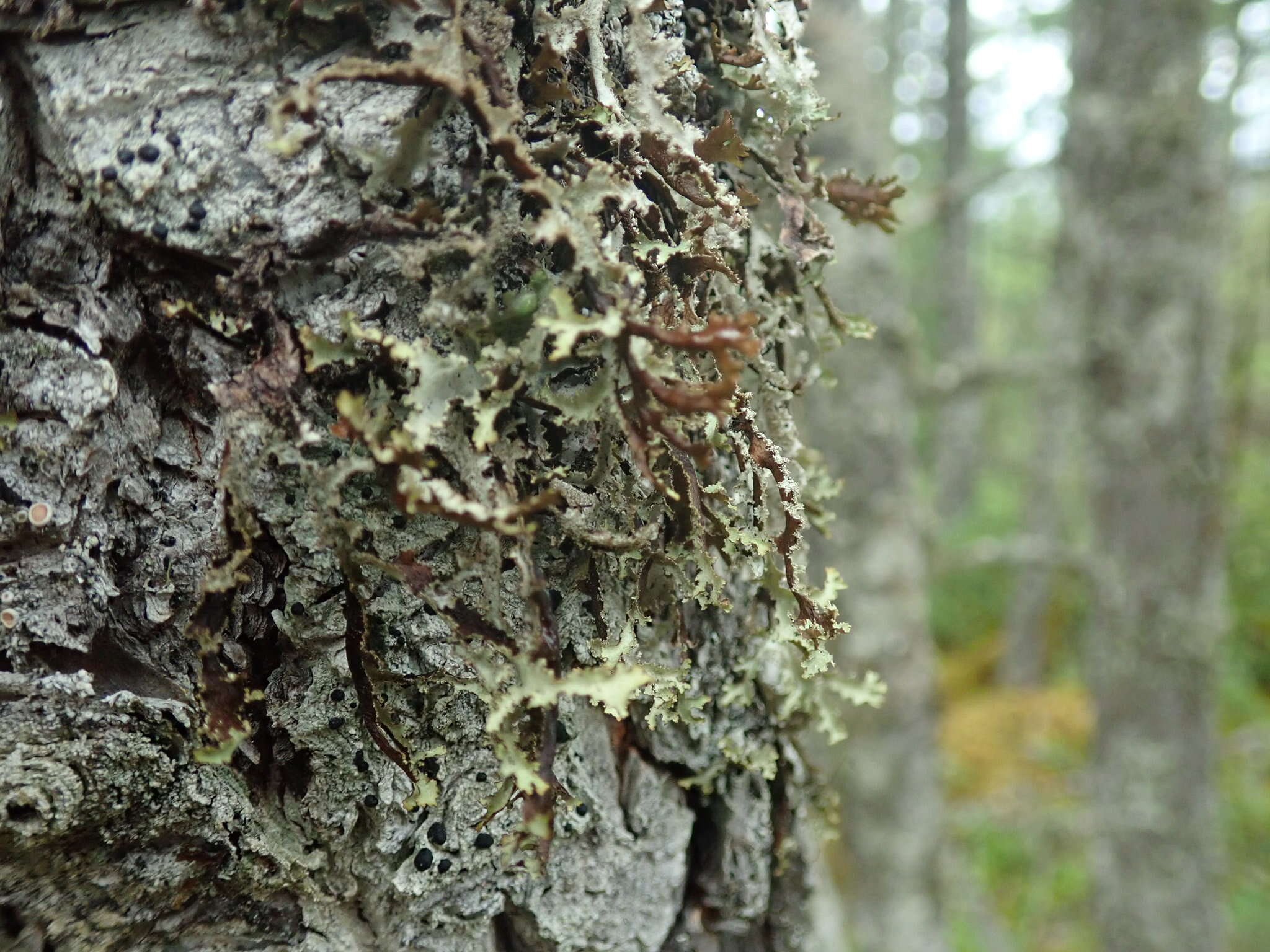 Image of Herre's ragged lichen