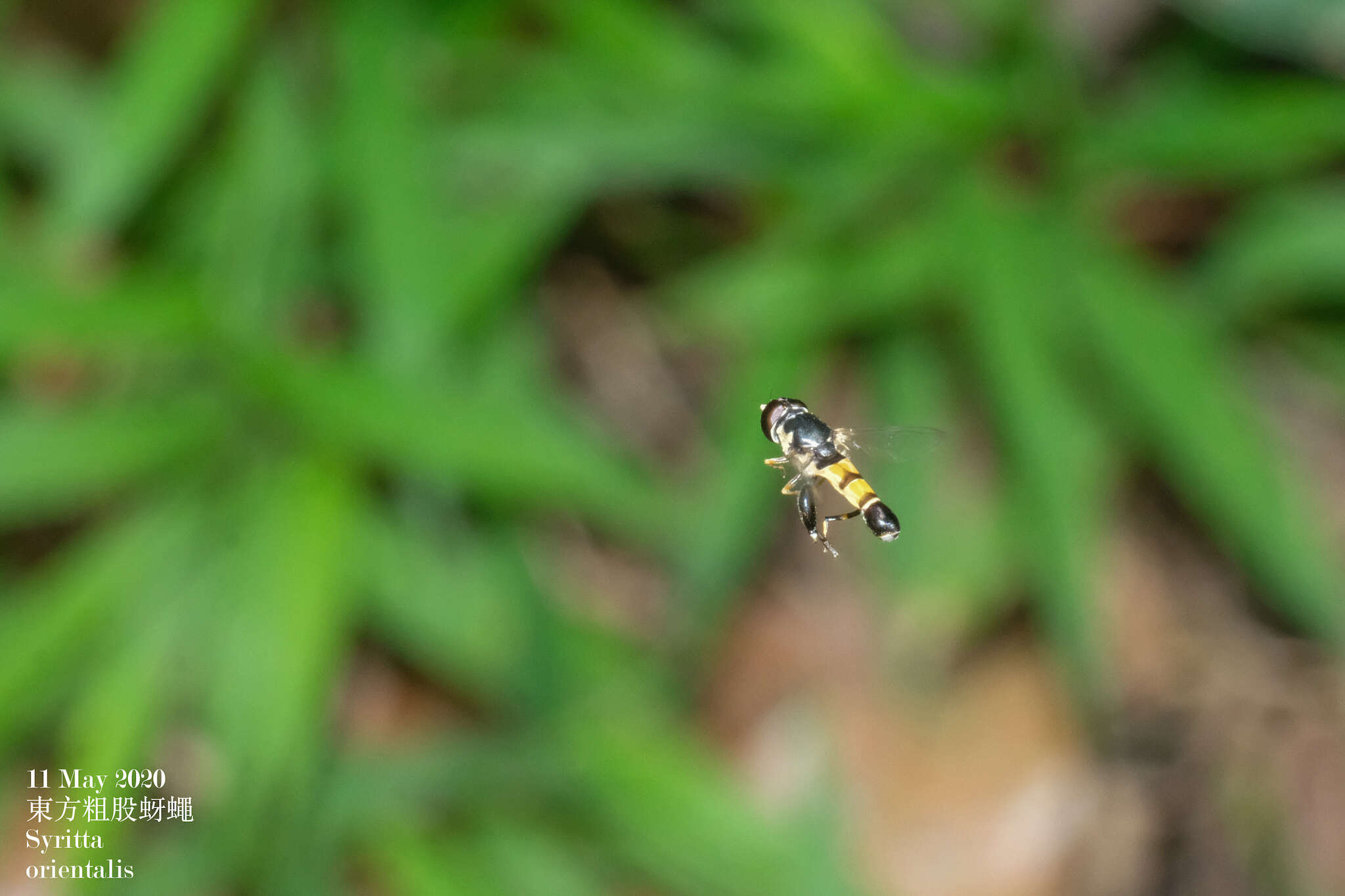 Image of Syrphid fly