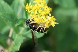 Image of Sericomyia chrysotoxoides Macquart 1842