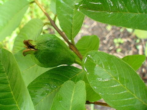 Image of guava